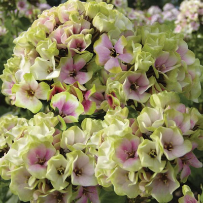 Floks - phlox Sherbet Blend 1szt