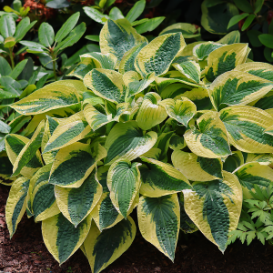 Funkia Mama Mia 1szt