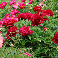 Piwonia Red Charm