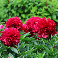 Piwonia Red Charm