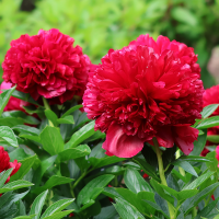 Piwonia Red Charm