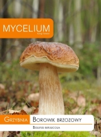Grzybnia Borowika brzozowego