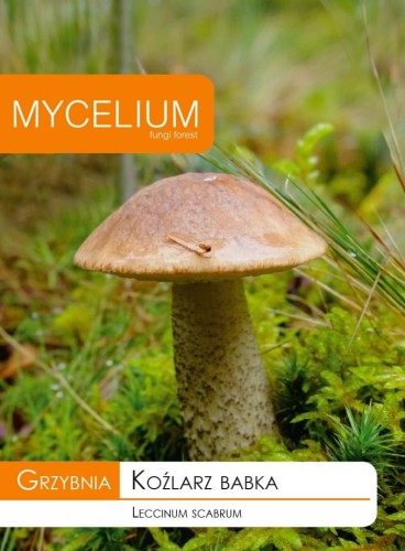 Grzybnia Koźlarz babka