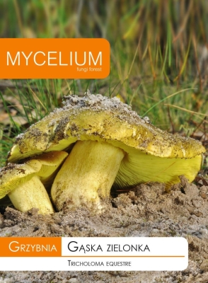 Grzybnia Gąska zielonka 10g