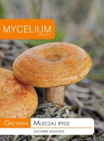 Grzybnia Mleczaj rydz