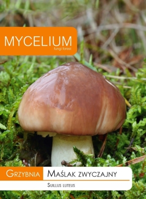 Grzybnia Maślak zwyczajny 10g