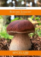 Grzybnia mikoryzowa Borowik sosnowy