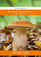 Grzybnia mikoryzowa Borowik usiatkowany