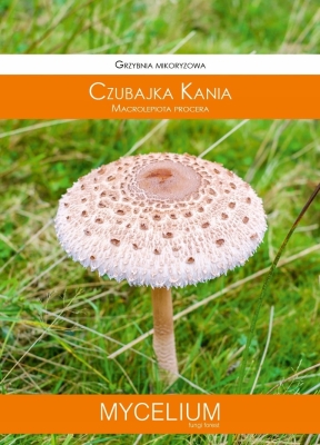Grzybnia mikoryzowa Czubajka kania 60m