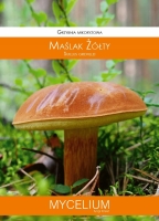 Grzybnia mikoryzowa Maślak żółty