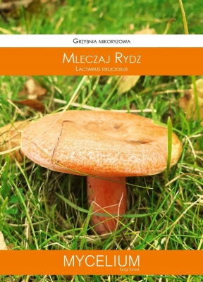 Grzybnia mikoryzowa Mleczaj rydz 60ml