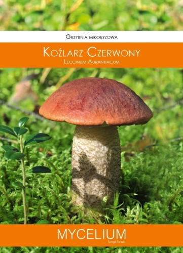 Grzybnia mikoryzowa Koźlarz czerwony