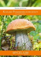 Grzybnia mikoryzowa Koźlarz pomarańczowożółty