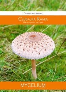 Grzybnia wyselekcjonowana Czubajka Kania 120ml