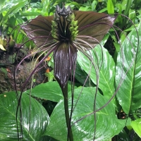 tacca chantrieri.jpg