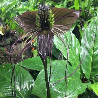 Tacca chantrieri