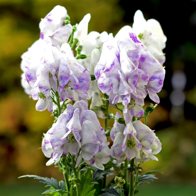 Tojad Bicolor 1szt