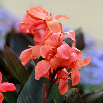 Canna Paciorecznik Angelique 1szt