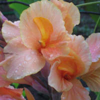 Canna Apricot Dream