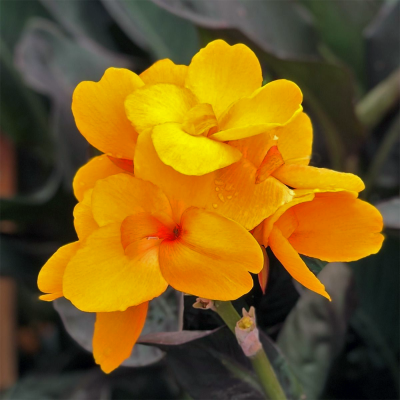 Canna Paciorecznik Chocolate Sunrise 1szt