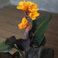 Canna Chocolate Sunrise
