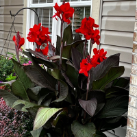 Canna Crimson Beauty