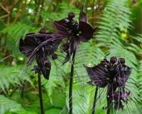 tacca chantrieri.jpg