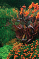 Canna Durban