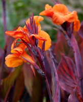 Canna Durban