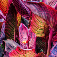 Canna Durban