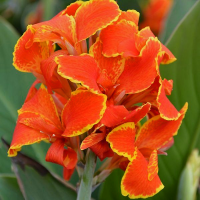 Canna Madeira