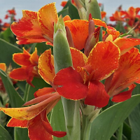 Canna Madeira