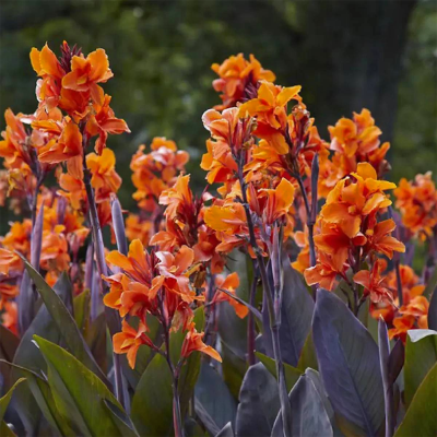Canna Paciorecznik Panache Black 1szt