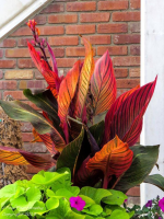 Canna Phasion