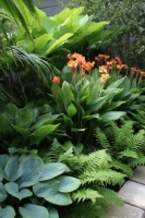Canna Apricot Dream
