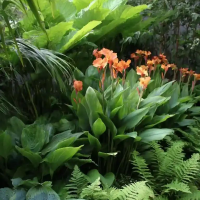 Canna Apricot Dream