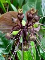 tacca chantrieri.jpg