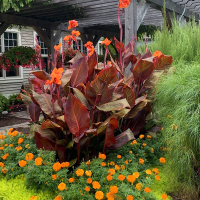 Canna Phasion