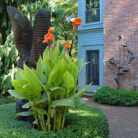 Canna Pretoria