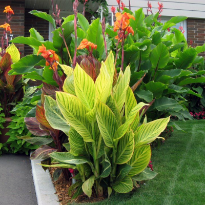 Canna  Paciorecznik Pretoria 1szt