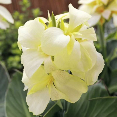 Canna  Paciorecznik Puck 1szt