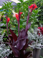 Canna Red Stripe