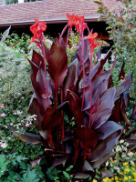 Canna Red Stripe