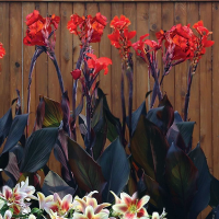 Canna Red Velvet