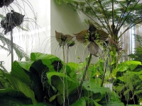tacca chantrieri.jpg
