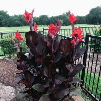 Canna Red Velvet