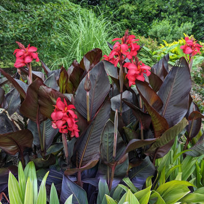 Canna Paciorecznik Red Wine 1szt