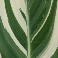 Canna Stuttgart