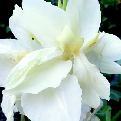 Canna  Paciorecznik The Vanilia Cream 1szt