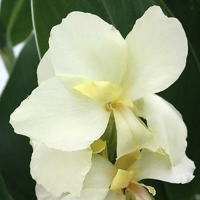 Canna Vanilia Cream